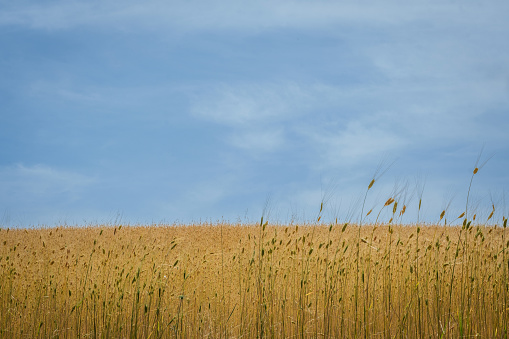 Golden wheat fields under a blue sky.