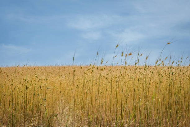Free Stock Photo of Field of Tall Grass With Blue Sky | Download Free ...