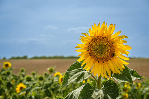 An open sunflower in front of a sunflower field with the horizon in the background under a blue sky.