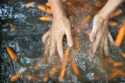 Female Hands Washing Carrots in Water Container on an Organic Small Farm