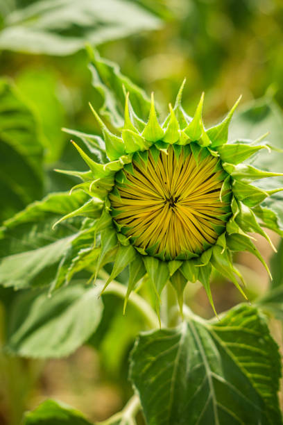 close-up girassol fechado - macro close up sunflower france - fotografias e filmes do acervo