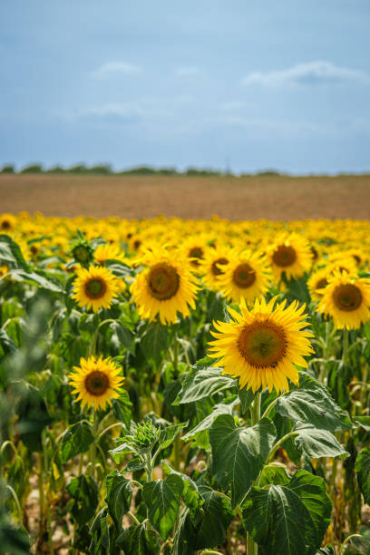 istock Blooming Sunflower Field Under the Horizon 1953715594