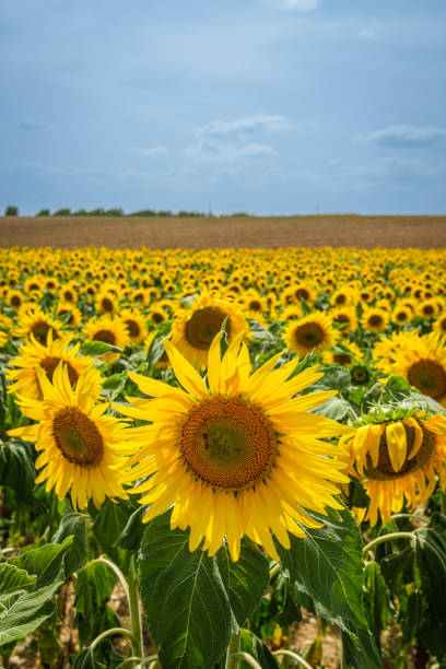 istock Blooming Sunflower Field Under the Horizon 1953716721