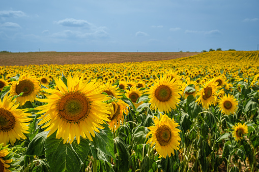 beautiful sunflower in a field, Hokuto, Yamanashi, Japan