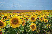 Blooming Sunflower Field Under the Horizon