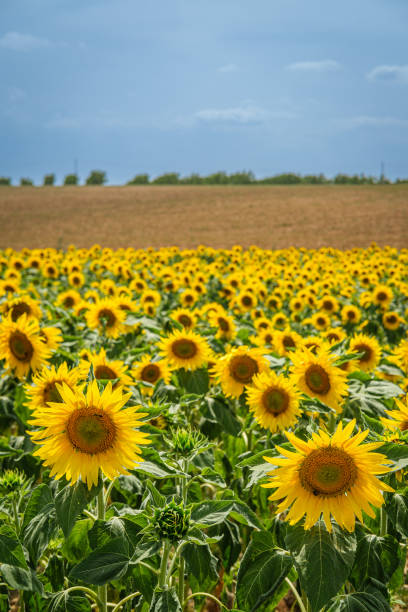 istock Blooming Sunflower Field Under the Horizon 1953716738