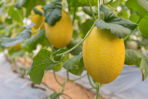 Fresh Yellow melon in greenhouse