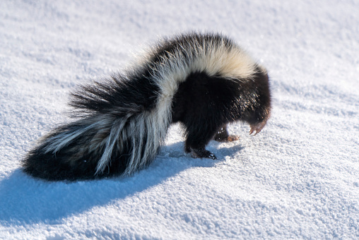 Skunks are small, furry animals with black and white stripes. Some skunks are striped, and some are spotted or have swirl patterns on their fur. No matter the pattern, the black-and-white coloring is a warning sign to anyone who may harm this small creature.