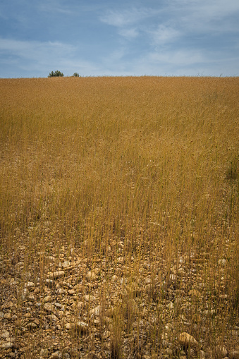 A golden field of wheat with a tree on the horizon under a blue sky with clouds on a sunny day.