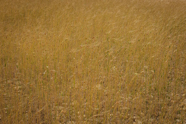 A full-frame of a golden wheat field.