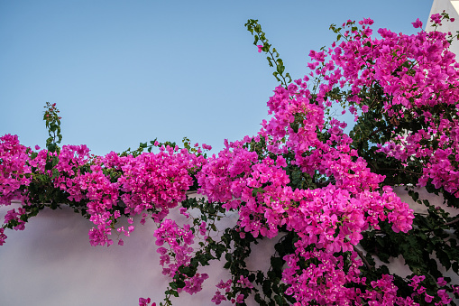 Blooming bush of fuchsia bougainvillea on a white wall under a cloudless blue sky.