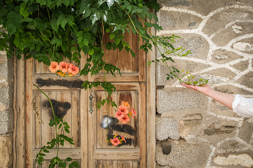A woman out of frame reaching her hand out, holding a hanging branch of green ivy with pink flowers in front of some old wood doors.