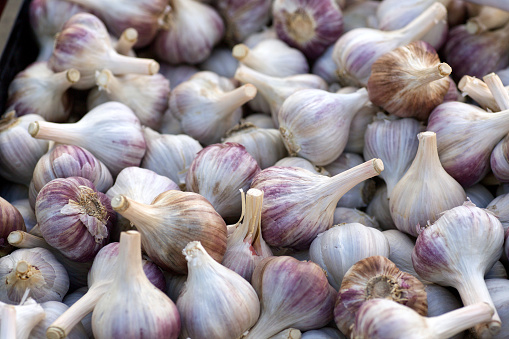 Dozens of garlic bulbs