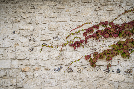 A rough, textured beige stone wall with red ivy crawling in from the side.