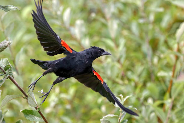istock red-winged blackbird taking off, Burnaby, BC, Canada 1953739112