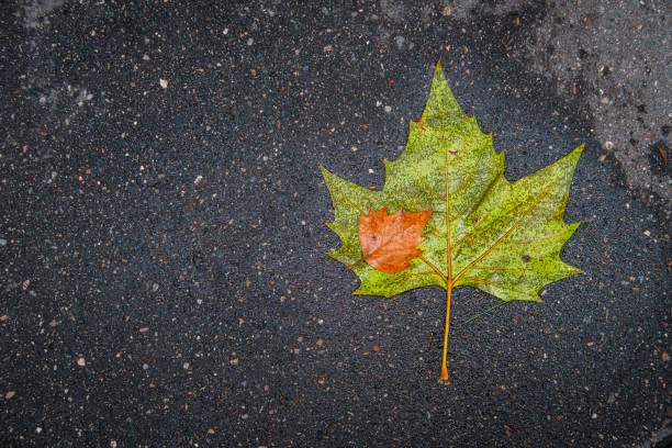 A large wet green leaf with a small orange leaf on top of it, on wet asphalt.