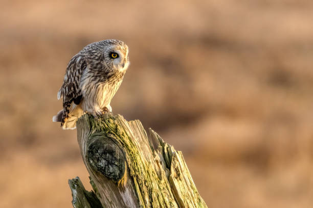 istock short-eared owl perching on a wooden pole, British Columbia, Canada 1953739666