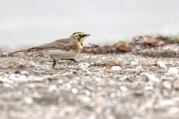 istock male horned lark running, Surrey, BC, Canada 1953740182