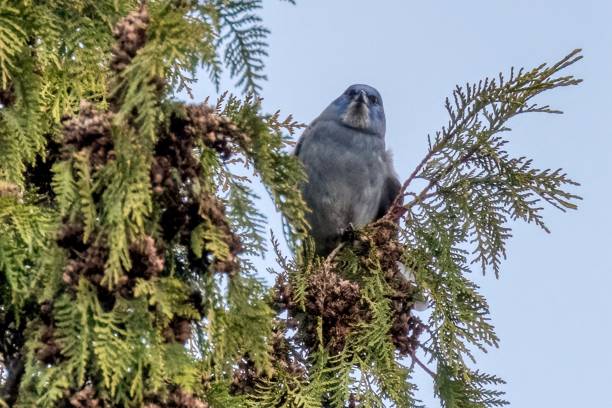 istock pinyon jay perched on a tree branch, West Vancouver, BC, Canada 1953740212