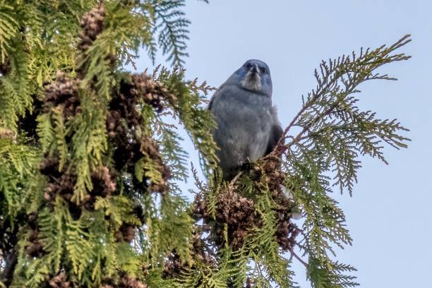 pinyon jay perched on a tree branch, West Vancouver, BC, Canada pinyon jay perched on a tree branch, West Vancouver, BC, Canada pinyon jay stock pictures, royalty-free photos & images