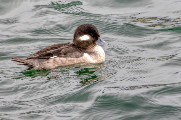 istock female Bufflehead, West Vancouver, British Columbia, Canada 1953740605
