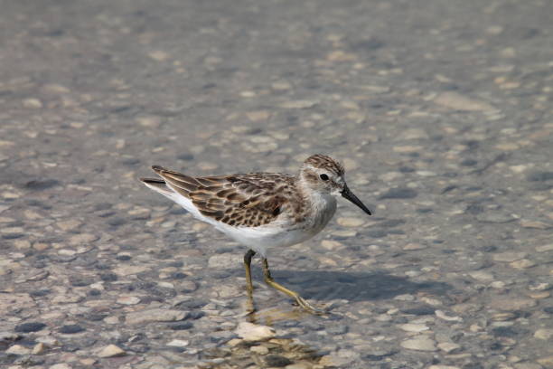 istock Sandpiper walking in clear shallow water 1953742378