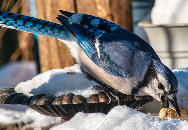 istock A Bluejay feeds on peanuts in the snow 1953752153