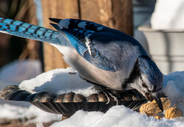 istock A Bluejay feeds on peanuts in the snow 1953752161