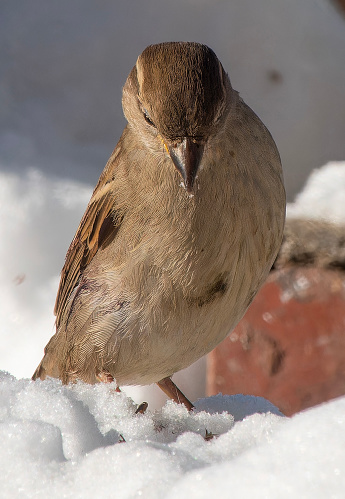 A small Sparrow on the bird feeder