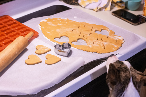 A brown and white dog is reaching its nose up over a kitchen counter to smell the homemade dog treat dough. The heart shaped cookie cutter and the wooden rolling pin are also sitting on the counter.