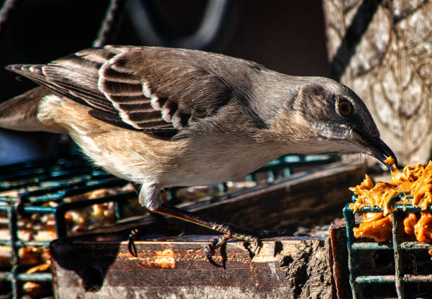 istock A Northern Mockingbird arrives on the deck 1953767681