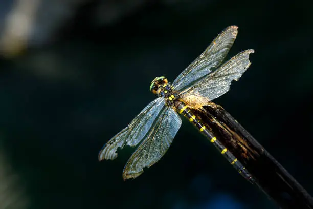 Cordulegaster Heros - Balkan Goldenring Dragonfly Close Up