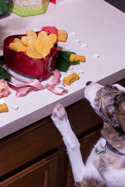 istock Dog Stealing Treat Off Kitchen Counter 1953775975