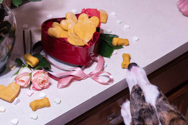istock Dog Stealing Treat Off Kitchen Counter 1953777072