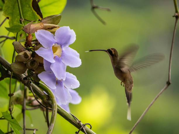 istock Humming bird and flowers 1953797214