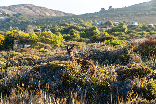 Kangaroo in the bush of Lucky Bay