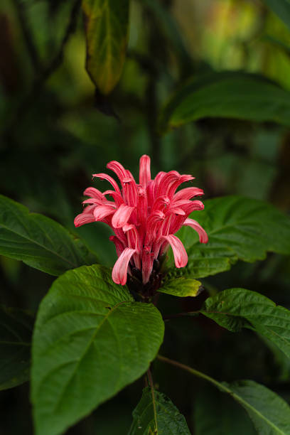 Red Brazilian Plume Flower