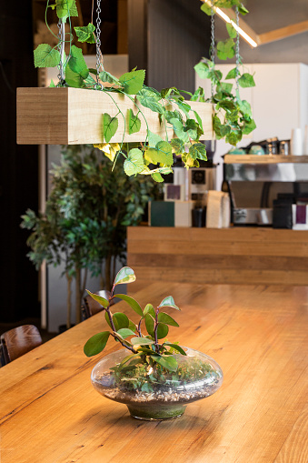 Hanging vines and potted plants on a wooden table in the interior of a café.