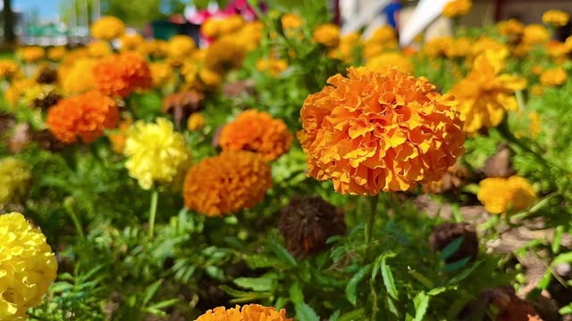 Wonderful orange flower, rich in details, with blurred background