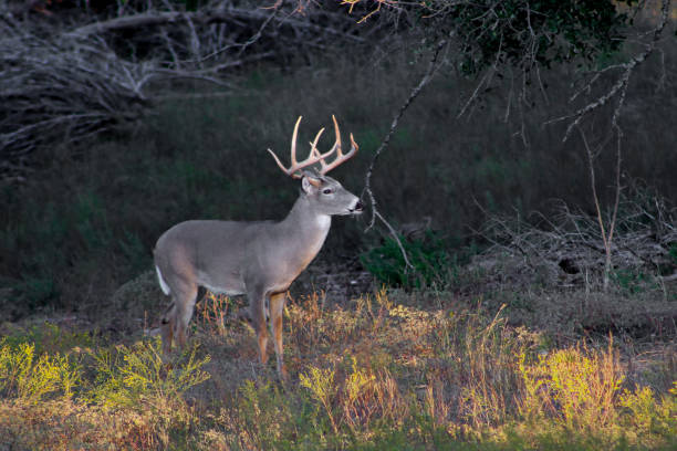 istock Whitetail Buck - Giant Symmetrical 8 Point 1953853683