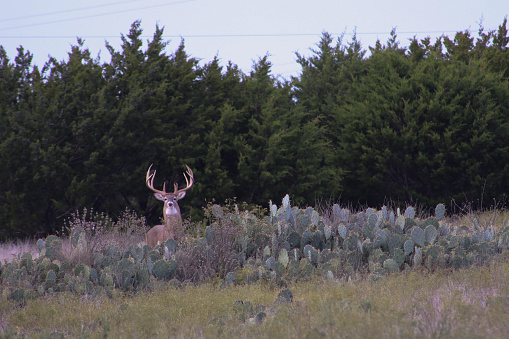 Very Large Whitetail Buck standing in brush