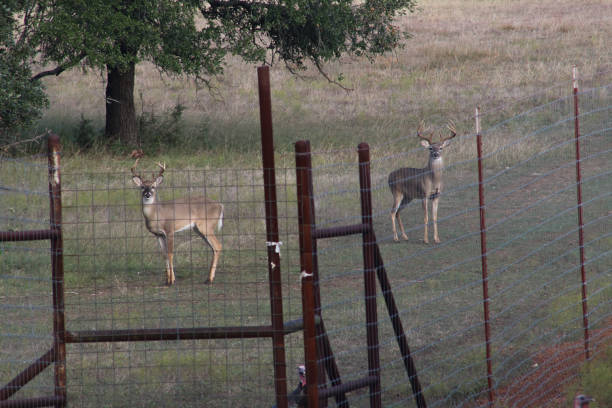 istock Whitetail Buck High Fence Texas 1953854729