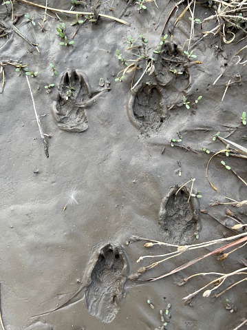 Animal footprints in the mud