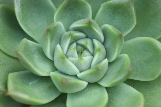 istock Echeveria Plant Center Close-up 1953865124