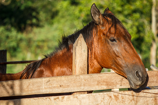 Brown Horse Standing on Barn Fence