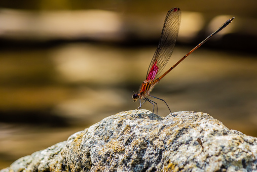 A closeup of a red dragon fly standing and waiting to take flight again after a few minutes
