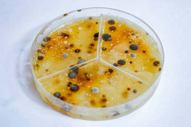 szalka petriego z rosnącymi bakteriami - cytoplazma zdjęcia i obrazy z banku zdjęć