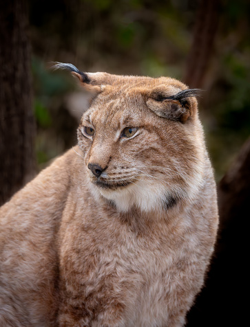 Close-up portrait of an Eurasian lynx (Felis lynx).