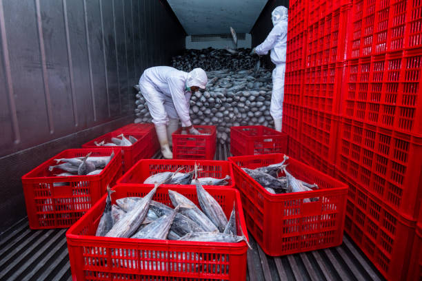Aceh exported fish to Japan when COVID-19 hit Banda Aceh, Indonesia. May 04, 2020.
The Sure Pacific Tuna company's first export was 25 tons of fresh tuna to Hakata Perpecture, Japan. This is big news when the economy is sluggish due to the COVID-19 corona virus issue. commercial tuna fishing stock pictures, royalty-free photos & images