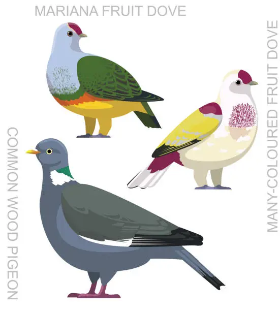 Vector illustration of Cute Bird Wood Pigeon Fruit Dove Set Cartoon Vector